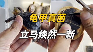 Love turtle carapace fungus? Get a brand new look in just two steps! After reading this, you willr