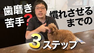 愛犬の歯みがきが上手にできるようになるまでの3ステップ！慣れさせるための方法とは？