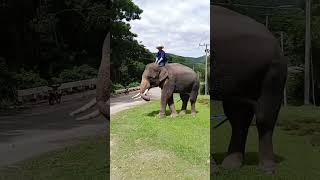 น้ำแตง..หนุ่มน้อยแห่งแม่ตะมาน♥️🐘#เชียงใหม่ #ช้าง #สัตว์ป่า #ธรรมชาติ #elephant #animals