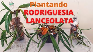 Plantando orquídea rodriguesia lanceolata no vaso e na pete com reservatório.