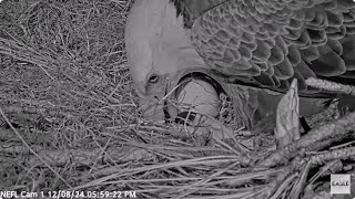 AEF~NEFL Nest Cam~Gabrielle \u0026 Beau~Welcome NE30~first egg of the Season! 12 8 2024