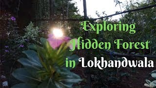 EXPLORING A HIDDEN FOREST IN LOKHANDWALA (MUMBAI) || THE LONE WANDERERS