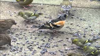 Kepen (Brambling, Fringilla montifringilla) in de tuin.