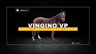 Vingino VP - HorseBidder 13/02/2025