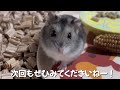 【ハムスター】すみっこを愛してしまったハムスター ハムスター みく すもあに