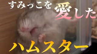 【ハムスター】すみっこを愛してしまったハムスター#ハムスター#みく#すもあに