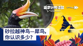 CITYPlus FM【婆罗洲有话题】—— 砂拉越神鸟—犀鸟，  你认识多少？