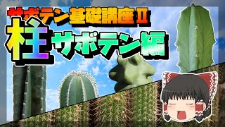 【ゆっくり解説】サボテン基礎講座Ⅱ　柱サボテン編【リメイク】