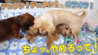 いじられトイプー兄さん　🐶ひみつきちなう！#2🐶  (チワックス チワワ トイプードル ミニチュアダックス ミニチュアシュナウザー 柴犬 ビションフリーゼ マルチーズ) 2021年12月10日