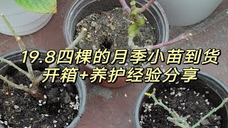 月季小苗如何养大：1.到货开箱