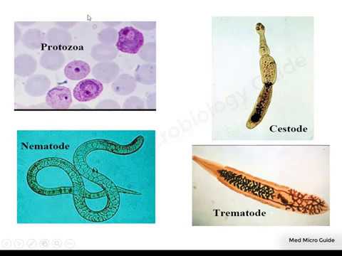 Introduction to medical parasitology course