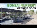 Eastern Leaf Bonsai Nursery Progress Update Fall 2022