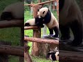 how are pandas not extinct p2