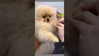 cute spitz amazing reaction #shorts