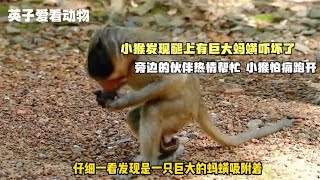 巨大蚂蟥吸附小猴腿上，旁边小伙伴要帮忙弄掉，小猴怕痛不停奔跑