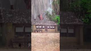 32 治愈景 今天的雨好大，竟然劈倒了大树，提醒大家下雨时不要站在树下＃下雨＃治愈＃风景