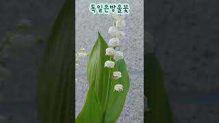 틀림없이 행복해질거예요~독일은방울꽃 #shorts