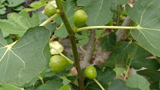 無花果開始結果了，要剪枝才會長果 Fig pruning