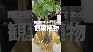 【観葉植物】贈り物に人気な植物とは？#植物大好き #植物のある暮らし #植物 #観葉植物 #贈り物