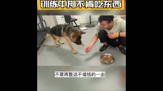 狗狗训练中不肯吃东西怎么办？大招来咯