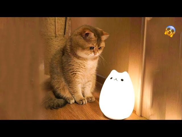 亞 It S To Laugh When Watching This Video Of The Funniest Cats On Earth
