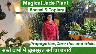 Ep4: Magical Jade Plant | Bonsai | Topiary | Propagation \u0026 Care |सस्ते दामो में ख़ूबसूरत बगीचा बनाये