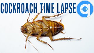 Cockroach Time Lapse - Rotting Time Lapse