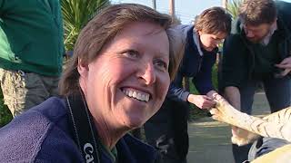 Surprising Discovery: Zoo Team Faces Tiger Island's Eye Sight Challenges