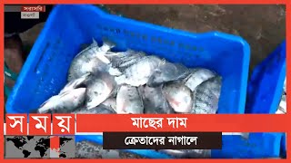 আড়তে বে‌ড়ে‌ছে চাষ করা মা‌ছের সরবরাহ | Fish Market | Naogaon | Business News