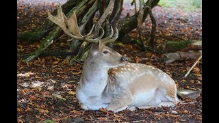 Ancient Deer Antler \u0026 Mushroom Medicine:  Lu Rong \u0026 L-ergothioneine