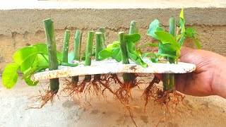 Use Onion Juice To Grow 12 Branches Of Kaffir Lime At A Time