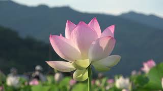 【奈良】藤原宮跡の蓮の花 Lotus flowers at the Fujiwara Palace Site (Nara, Japan) (2024)