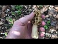 yellow morels next to dead elm and tulip poplar