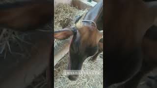 மாடுகள் எங்க வீட்டுக் குழந்தைகள்! | #trending | #farming | #farm | farm animals