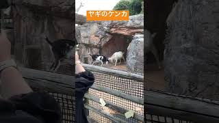 ヤギのケンカ 音がすごい