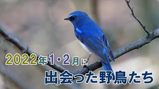 【探鳥散歩】2022年1～2月に出会った野鳥たち