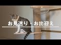 優しい飼い主さん育てられた猫の仕草・行動【保護猫】