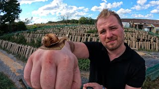 Les RATS dévorent les escargots 🐌 (1/3)