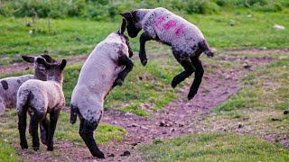 Playful Spring Lamb Gang Jumping and Frolicking around rusty derelict barn in Slomo