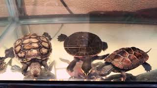 子亀の食事風景。プレコ乱入！※説明読んでねʚ🐢ɞ