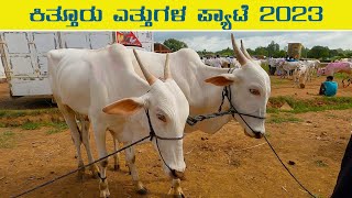 Kittur Bulls market Sept 2023 #khillari_bail