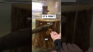 What Happens When an Otter Sees a Fish? 🐟 (🎥:cindyshawww)