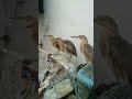 #shorts burung belekok sawah jinak jinak