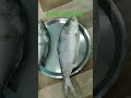 elish fish fresh hilsa fish 🐟 big hilsa fish elish machha