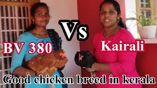 Most egg laying chciken in kerala I kairali kozhi I bv380 kozhi I bv 380 chicken I kairali chicken