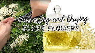 Identifying And Collecting Elderberry Flowers