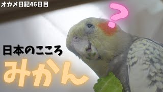 【4Kオカメインコ】お迎え46日目...みかんが怖い