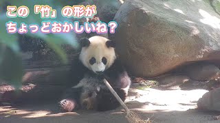 パンダちゃんの視力は本当によくないね...🤣 | iPanda パンダ楽園 #shorts