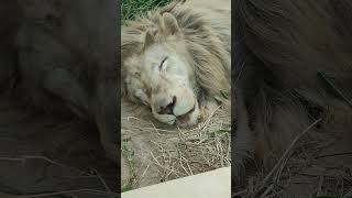 曇秋☁⑪ホワイトライオン・白獅子・セラムくん・沖縄こどもの国・・・White_Lion・Okinawa Zoo \u0026 Museum(20221012)