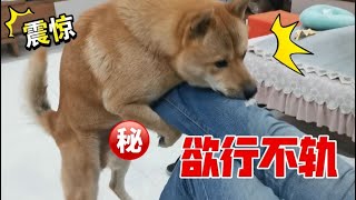 田园犬阿黄对主人欲行不轨，碰壁后找小灰灰泻火，惨遭反制